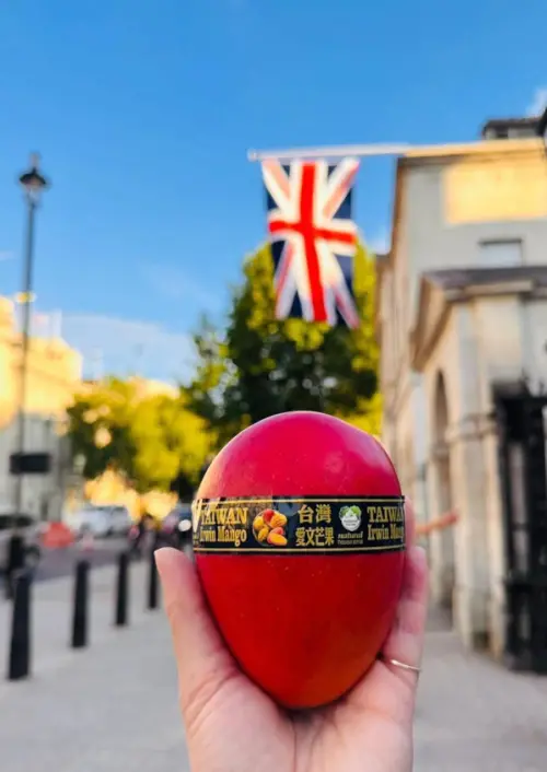 A Taiwanese mango is displayed in the UK. (Facebook, Ministry of Agriculture)
