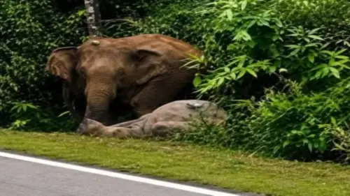 馬來西亞小象遭車撞死！母象徹夜守護遺體　崩潰怒襲路過車輛