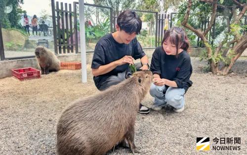 ▲緊鄰雞王餐廳的鹿芝谷互動式生態園區，提供豐富的自然生態體驗。（圖／記者金武鳳攝，2026.7.3)
