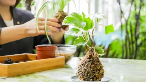 ▲苔球植栽手作體驗，結合自然美學與五感旅居，留下專屬盛夏回憶。（圖／漢來日月行館提供）