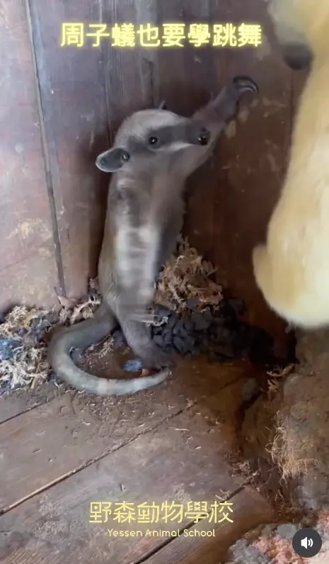 ▲周子蟻也跟子瑜一樣愛跳舞，超級可愛。（圖／野森動物學校IG@yessenanimal）