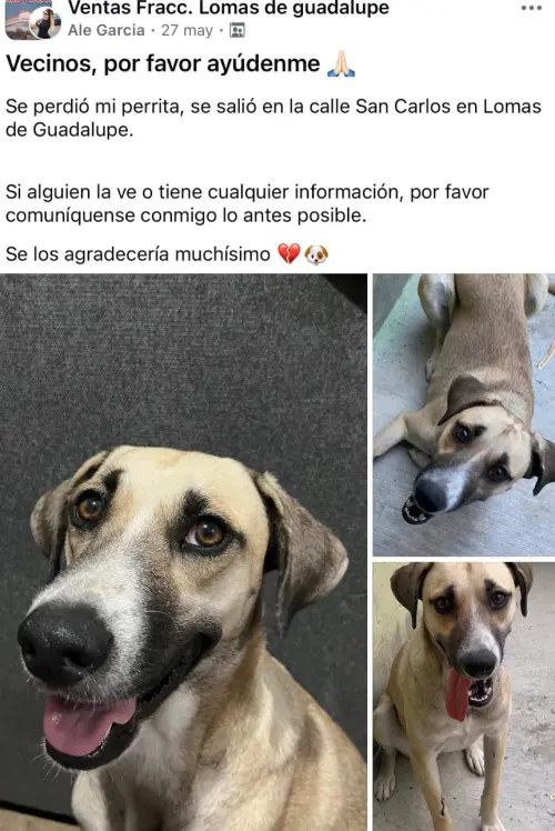 ▲女飼主加西亞在5月份就發出尋犬啟事，要找回6 歲愛犬小胖。（圖／FB@Ale Garcia）