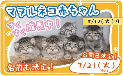 ▲神戶動物王國5隻可愛的兔猻寶寶，預計將於7月21日公開亮相。（圖／翻攝X@kobe_doubutsu）