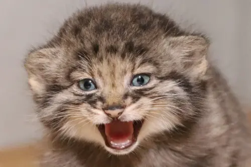 世界最古老貓咪有5隻！兔猻寶寶長超快　神戶動物王國7/21將亮相