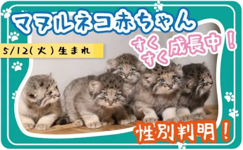 ▲5隻兔猻寶寶分別有4隻是雄性、1隻則為雌性，並都取名與太陽相關。（圖／翻攝X@kobe_doubutsu）