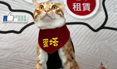 ▲蛋塔今年才剛滿一歲，已經成為人氣貓站長。（圖／花蓮轉運站）