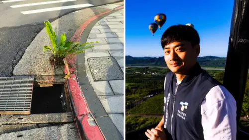 山蘇是「走路草」不會導致淹水？北市府被酸氣炸：這是學者判斷