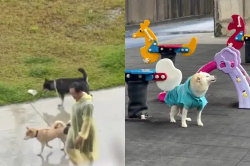 巴威暴雨驚見「三柴鼎立」！飼主狂風中對眼秒懂：路上都人柴兩濕