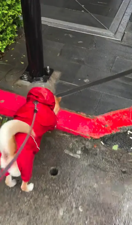 ▲颱風天即使狂風暴雨還是要出門上廁所、散步的紅衣柴柴。（圖／翻攝自Threads@_1207j）