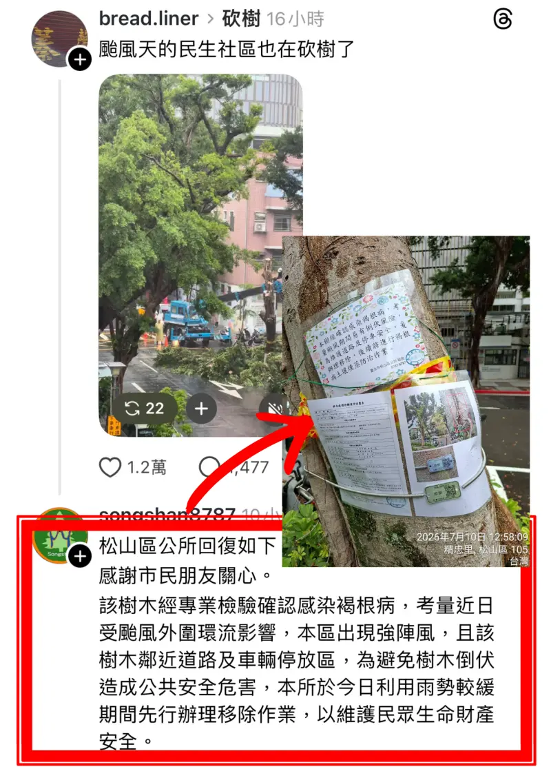      ▲公園處表示，民生社區這一案，松山區公所也已說明，那棵樹確診感染褐根病，而且已事先公告移除原因，同樣為避免颱風樹倒而派工先行處理。（圖／公園處提供）    