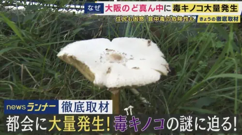 大阪公園出現「大量毒菇」！長太美民眾凍未條　藥學專家眼睛亮了