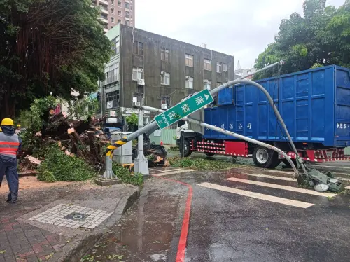 排除倒塌隱憂　中市府後街換黃連木升級人行道