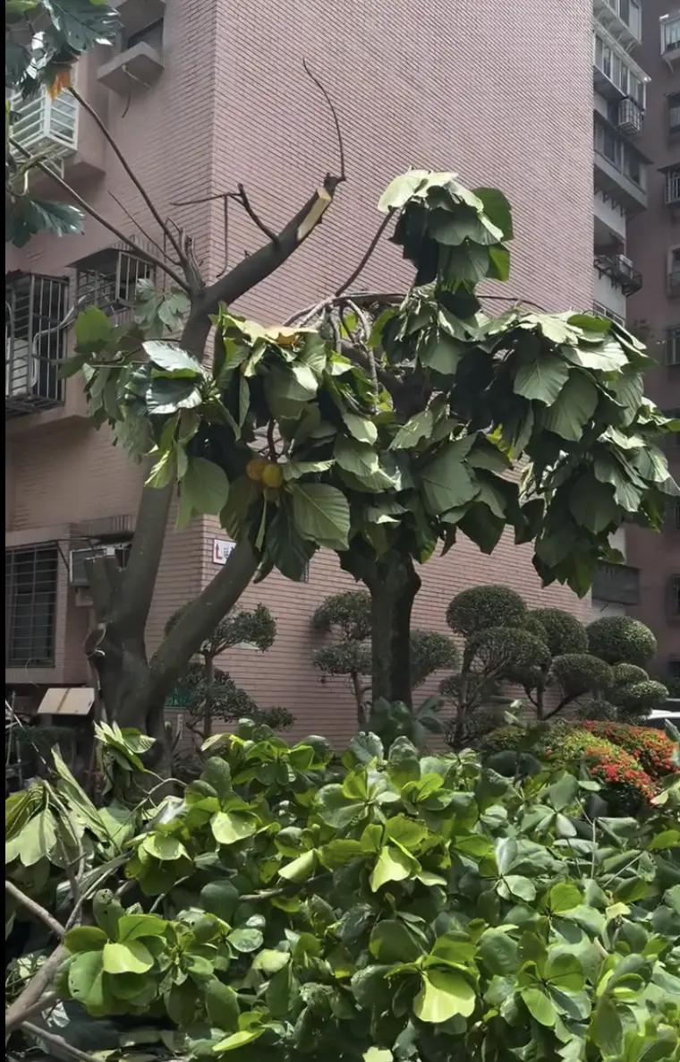 ▲陳培瑜直擊松山區延壽街健康新城附近，2棵麵包樹今天中午被斷頭，問了施工人員是社區管委會還是市府也不清楚。（圖／翻攝自陳培瑜threads）