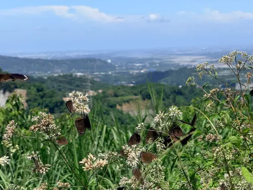 ▲南投鹿谷鹿芝谷生態園區位於紫斑蝶遷徙路徑，近日湧入大量紫斑蝶成了賞蝶新秘境。(圖／業者提供）