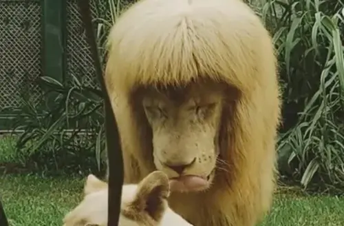 ▲廣州動物園證實，17歲的明星白獅「阿杭」，已於7月14日在園內安詳離世。（圖／翻攝廣州日報微博）