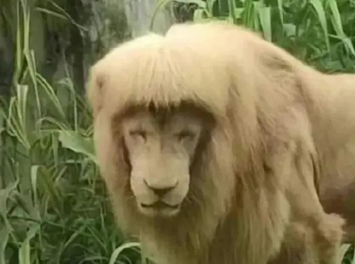 廣州「髮型獅」阿杭離世！靠呆萌齊劉海爆紅　粉絲心痛：一路走好