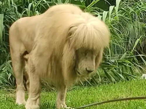 ▲廣州動物園曾出面說明阿杭的「齊瀏海」鬃毛純屬天然、絕無加工，飼育員也不敢替牠剪毛。（圖／翻攝廣州動物園微博）