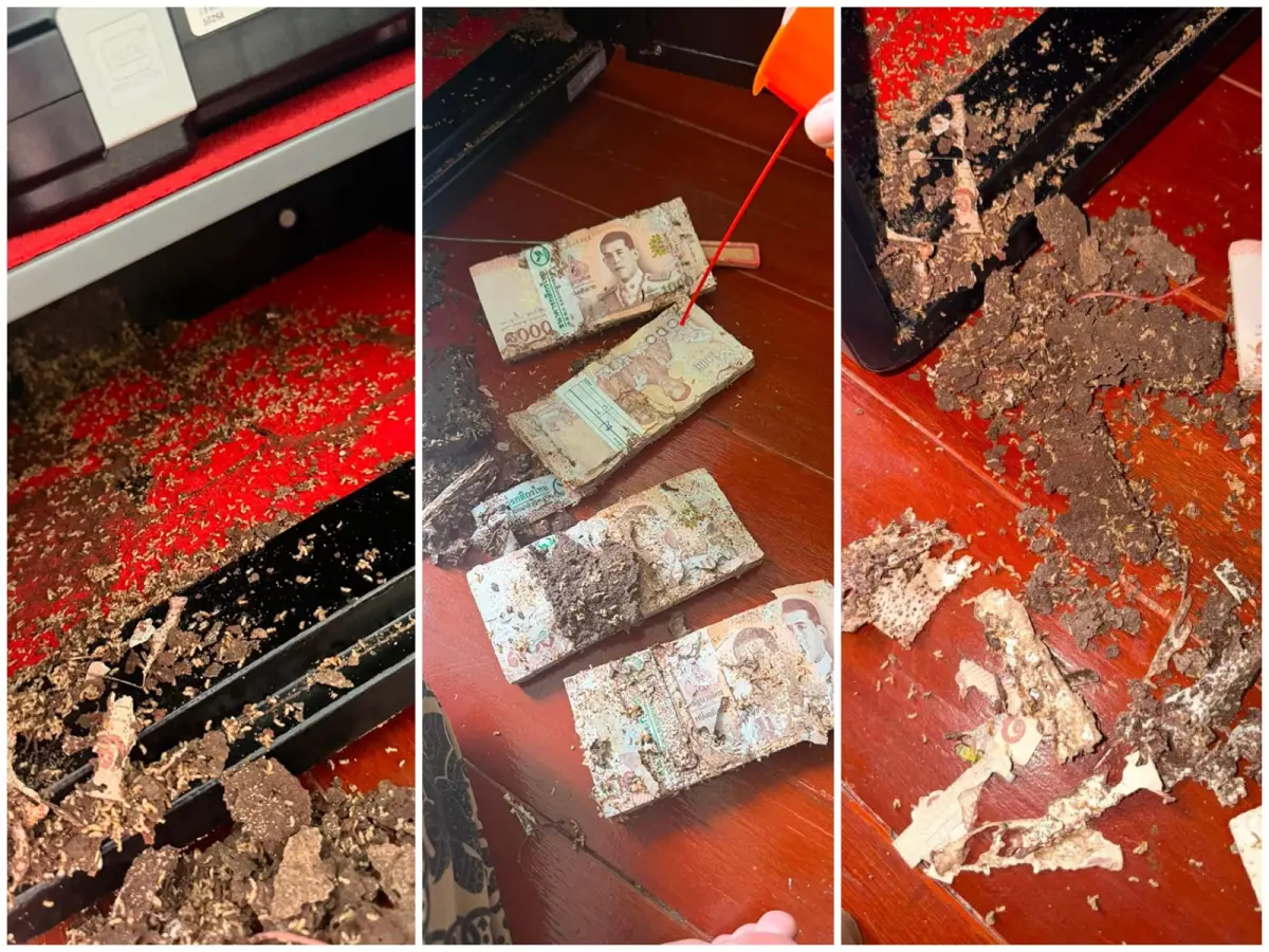 ▲泰國一名女網友在社群網路上分享了自己的慘痛經歷，她為了繳納房貸而特地存在保險箱內的大筆現鈔，竟然在短短不到一個月內，被白蟻大軍啃食殆盡。（圖／翻攝自臉書）