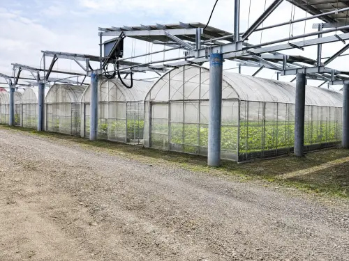 克服高鹽化不適耕作地挑戰　星耀深耕光電農業試驗取得初步成果