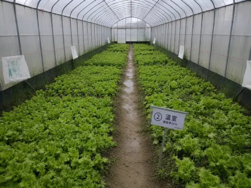 ▲星耀推動光電結合農業試驗計畫，建置60%遮光網室，福山萵苣生長良好並成功豐收，驗證適當遮蔽條件下作物栽培與農電共生的發展潛力。（圖／業者提供）