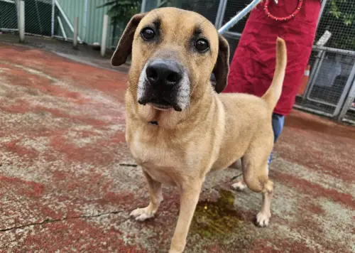 新北浪犬撞臉史酷比！苦等1年多還在找主人　動保處送上大禮包