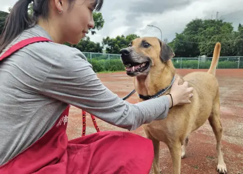 ▲路克展現出遠超一般浪犬的絕佳教養與沉穩性格。（圖／新北市動保處）