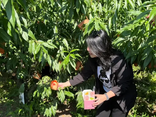 ▲日本岡山赤磐市的「桃茂實苑」觀光農園，可親手採摘白桃。（圖／記者張乃文攝）