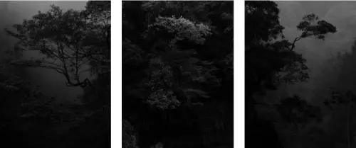 ▲Lasda Takbanuaz另一組未獲獎的黑白森林系列作品，以霧氣、樹影與深沉光影呈現幽靜自然氛圍。（圖／Lasda Takbanuaz提供）