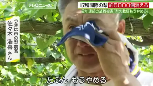 兩年被搬空萬顆梨！5千顆「幸水」梨一夜蒸發 日百年梨農心死封園