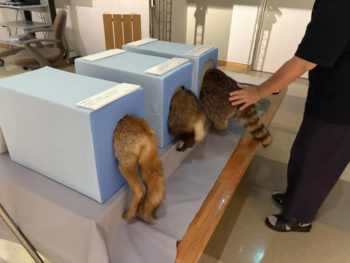 ▲日本神奈川縣立生命之星・地球博物館推出「探索里山：生活其中的動物們」特展，其中最受矚目的互動區，竟是讓民眾親手觸摸動物標本的屁股、尾巴與毛皮，藉此感受不同動物的皮毛觸感，意外在網路掀起熱烈討論。（圖／翻攝自X@seimeinohoshiPR）