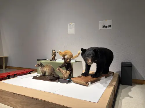 ▲民眾可以在展覽上實際觸摸浣熊、狐狸等動物柔順的毛皮，也能感受青蛙皮膚等不同材質。（圖／翻攝自X@seimeinohoshiPR）