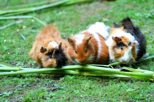 ▲天竺鼠屬於高度社會化的群居動物，需要與同類共同生活，若缺乏同伴，加上沒有獲得適當照顧，容易因孤單、壓力而出現憂鬱情形，甚至影響壽命。（示意圖／取自Pixabay）