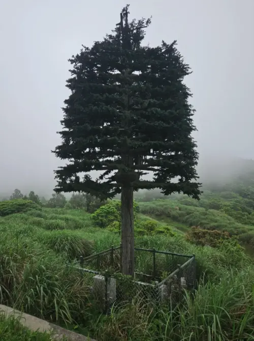 ▲太魯閣國家公園管理處表示，該基地台由兩家電信業者投入上百萬元建置，2022年啟用後改善合歡山及周邊山區通訊品質，也兼顧自然景觀與山域救援需求，而類似的「間諜樹」也有人在陽明山見過。圖為陽明山假樹基地台。（圖／翻攝自Google Maps）