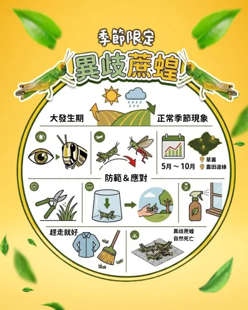 ▲新北市農業局解釋，目前正逢異歧蔗蝗「大發生期」，屬於正常的季節性現象，雖然滿地蟲子看起來有點驚人，但請民眾可以放心。（圖／新北市農業局臉書）