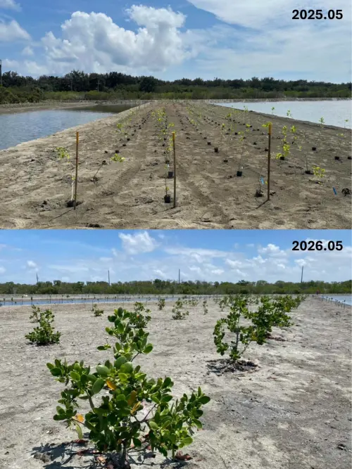 ▲團隊自 2025 年起定期追蹤植株生長狀況，復育場域共種植了 3,200 株紅樹林。（圖／業者提供）