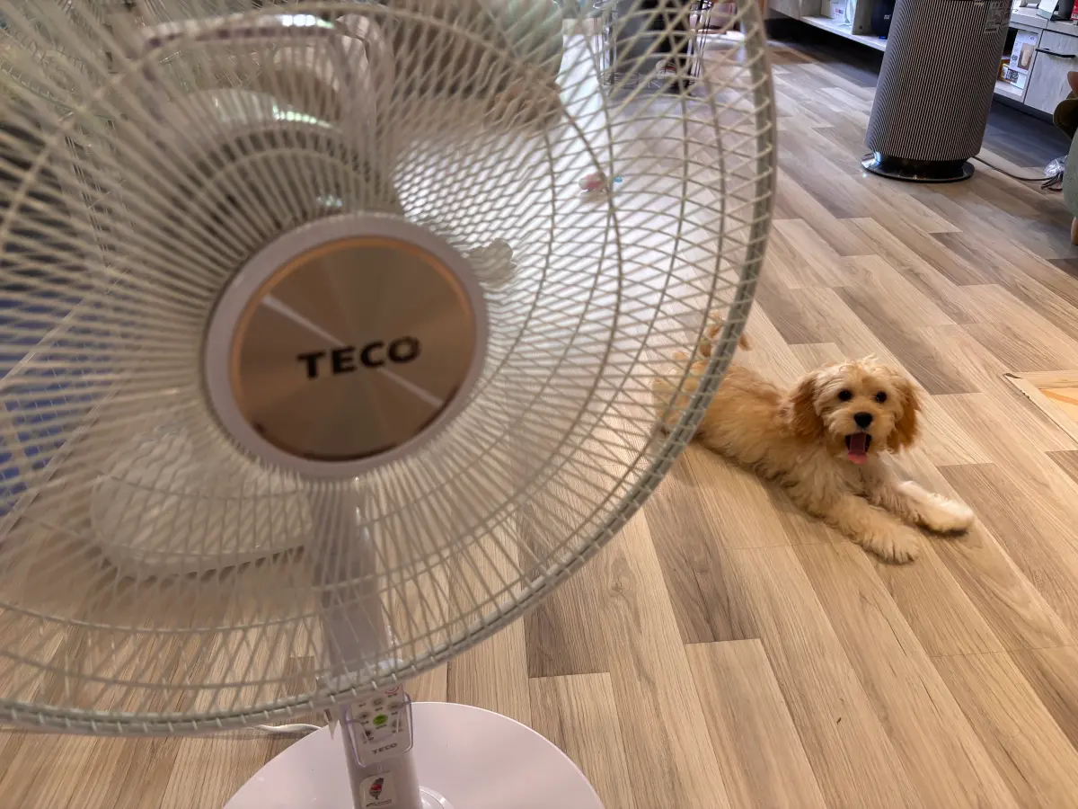 ▲電風扇用久了容易卡滿灰塵與寵物毛髮。記者家中也有養狗，特別拿棉花棒實測網路爆紅的「免拆電扇清潔法」。（圖／記者徐銘穗攝）