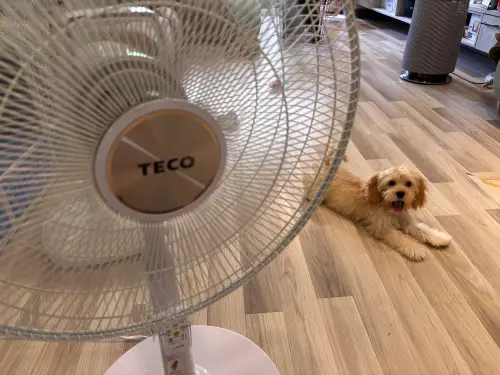 不用拆！電風扇卡灰塵　內行用「1小物」清超乾淨、加碼一招防塵