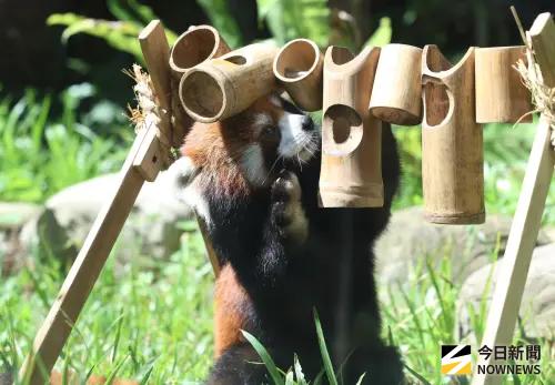 ▲小貓熊是瀕危動物。（圖／記者朱永強攝 ,2026.07.29）