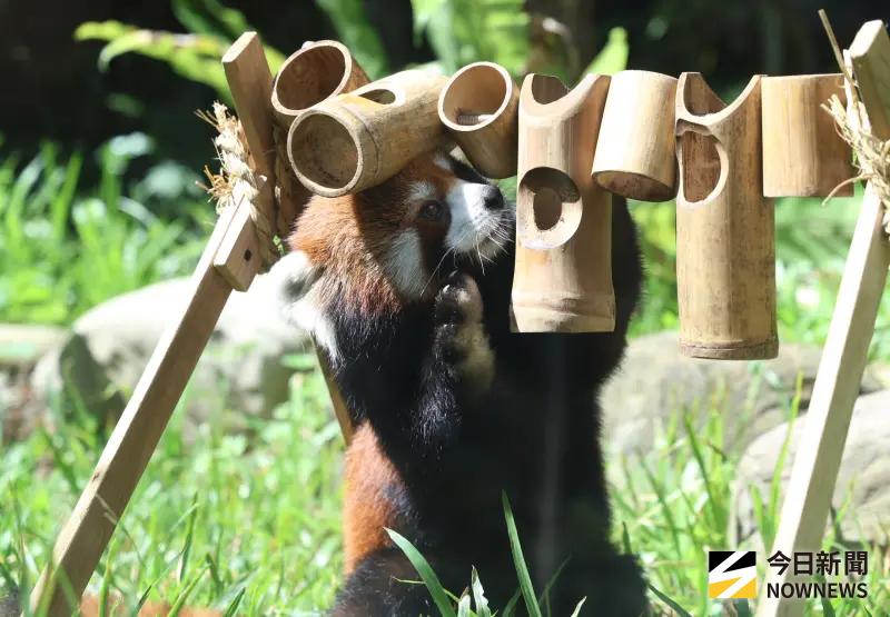    ▲小貓熊是瀕危動物。（圖／記者朱永強攝 ,2026.07.29）  