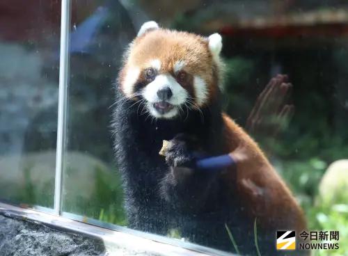 圖輯／台北動物園迎小貓熊「樂樂、甜甜」！萌樣搶先看