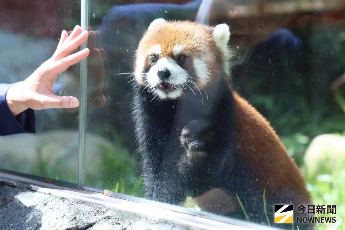 ▲2024年雙城論壇簽訂合作備忘錄，台北市立動物園以黑腳企鵝和上海動物園交換小貓熊，如今小貓熊已抵達台北市立動物園，即將亮相和民眾相見歡。（圖／記者朱永強攝 ,2026.07.29）
