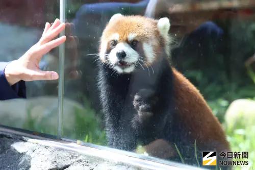 上海訪團來看小貓熊遭拒　蔣萬安怒了：小動物交流跟統戰有關係？