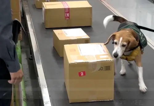 ▲高雄關業務一組郵務股人員配合檢疫犬，在高雄郵件中心加強邊境查緝豬肉及其製品的郵件。(圖／關務署高雄關提供)