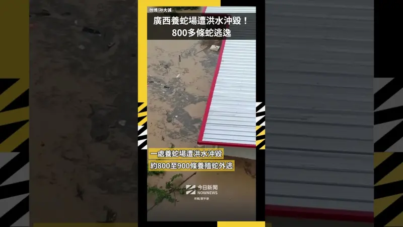 中國廣西養蛇場遭洪水沖毀！800多條蛇逃逸