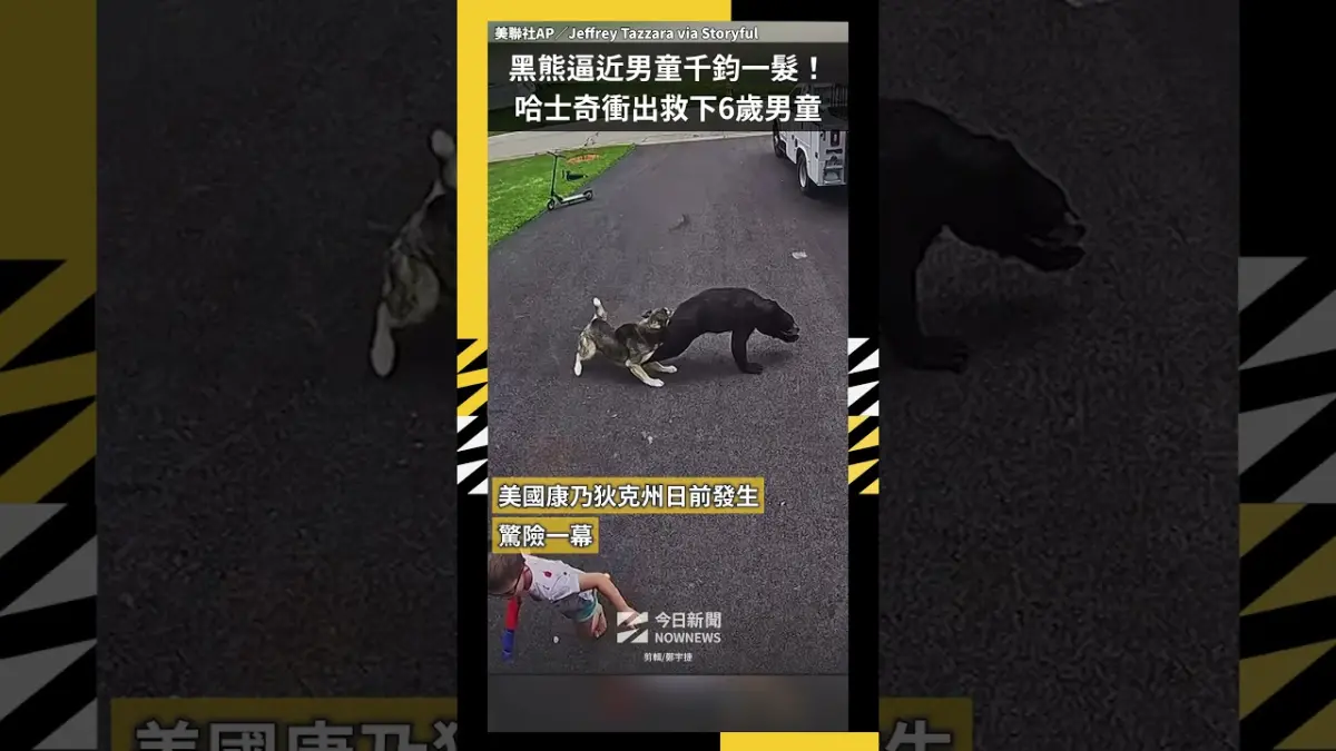 黑熊逼近男童千鈞一髮！哈士奇衝出救下6歲男童