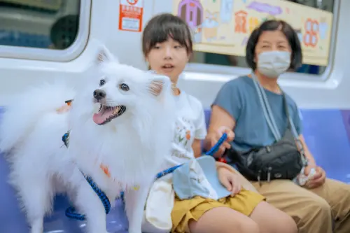 桃捷寵物友善列車8/2登場！狗狗免關籠就能上車　班次時間一次看