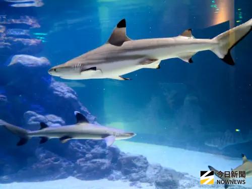 ▲台中海洋館持續拓展國際合作版圖，今（1）日與日本水族館企劃團隊Aquament株式會社簽署合作備忘錄。（圖／記者金武鳳攝，2026.8.1)