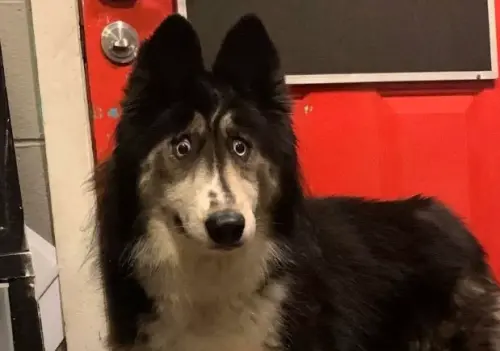 ▲朱比利因天生鬥雞眼遭犬舍棄養，在「哈士奇之家」所內待了兩年才被注意到。（圖／Husky House ）