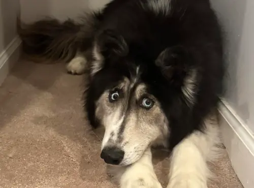 ▲朱比利的新主人也為牠創立了「Jubilee The Husky」臉書粉絲專頁。（圖／Jubilee The Husky）