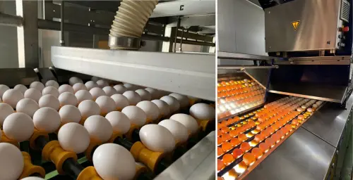 ▲元氣御選嚴格落實源頭管理，從生產、洗選到運送保存，每一道流程皆層層把關，確保品質穩定。（圖／業者提供）